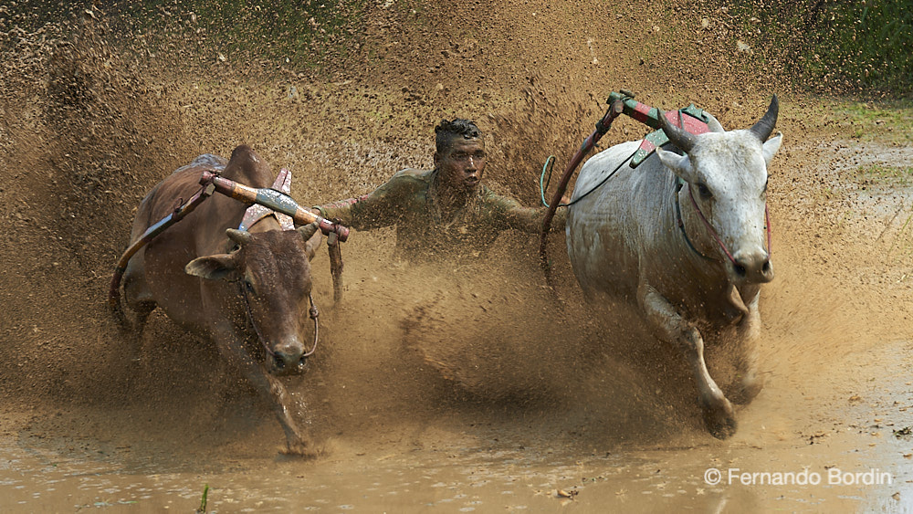 Isola di Sumatra, INDONESIA  - Pacu Jawi- Corsa dei tori in risaia (2019)