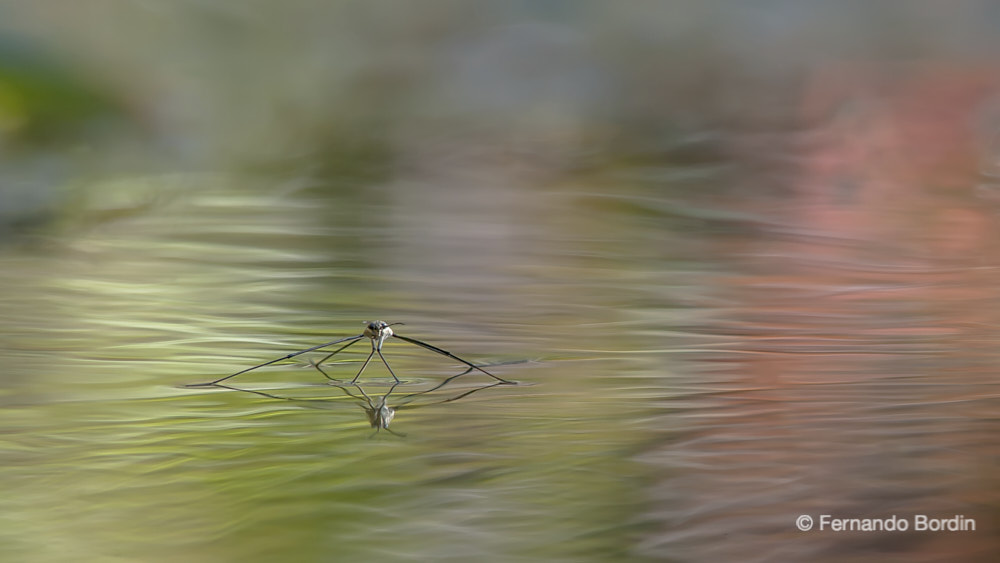 Un mondo ai più sconosciuto quello delle idrometre, curiosi insetti che vivono pattinando sulla superficie dell’acqua. 
Una delicata e poetica visione del loro straordinario ambiente.
 (2014)