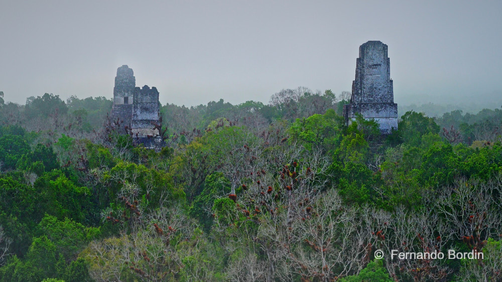 Tikal, GUATEMALA  - Tikal - GUATEMALA  (2026)