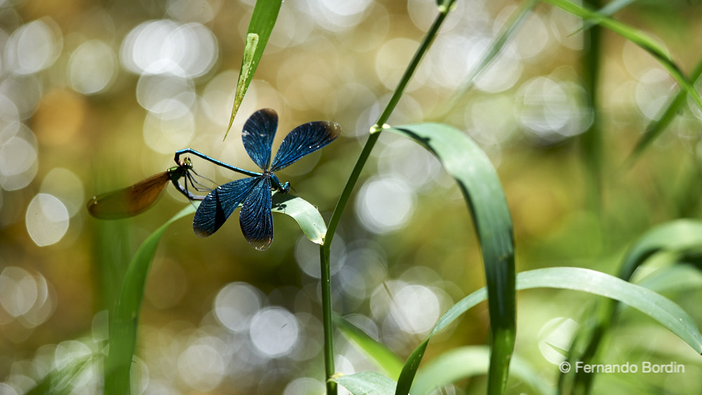 Puntualmente in estate  nei pressi di acque tranquille si rinnova il ciclo della vita per delle graziose e colorate creature: le libellule. 
Abilissime cacciatrici, presidiano lo specchio d’acqua per poter cibarsi di piccoli insetti che lo sorvolano. 
Una vita particolare la loro ... anni in forma di larve acquatiche e pochi giorni di vita da volatile, necessari per perpetuare questa leggiadra specie.
 (2018)