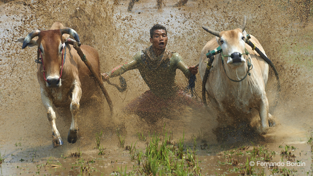 Sumatra island - The meaning of “Pacu Jawi” in the local Minangkabau language is running of the bulls. 
Every year, four rice farming villages on the Indonesian island of Sumatra celebrate the harvest through an ancestral tradition marked by competitions of pairs of young bulls 
led by jockeys, running in the rice fields submerged by the water.
 About two hundred participants, of different ages, but only a few manage to complete the crossing. 
The craziest and most spectacular competition in Asia. (2021)