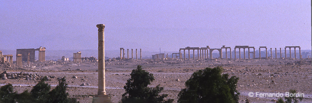 Agosto - 1989
Veduta panoramica del sito archeologico della città di Palmira situata in pieno deserto siriano.
A sx il tempio dedicato alla divinità mesopotamica Baal.
Palmira, chiamata anche la Sposa del Deserto, fu in tempi antichi capitale dell'importante Regno di Palmira, un impero di breve durata
 governato dalla regina Zenobia in contrasto con l'Impero Romano nel III secolo d.C.