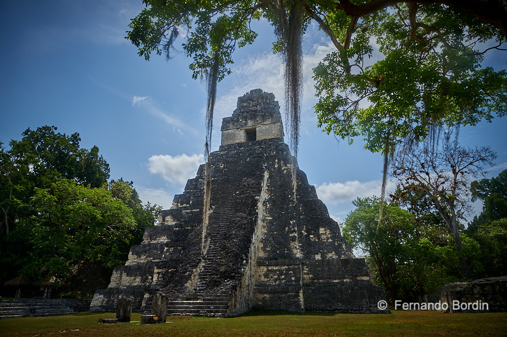 Tikal  - TIKAL - WORKING in PROGRESS COLLECTION 