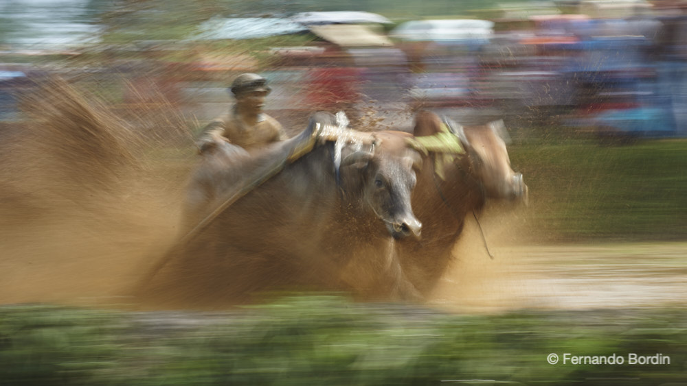 Pacu Jawi - 2019