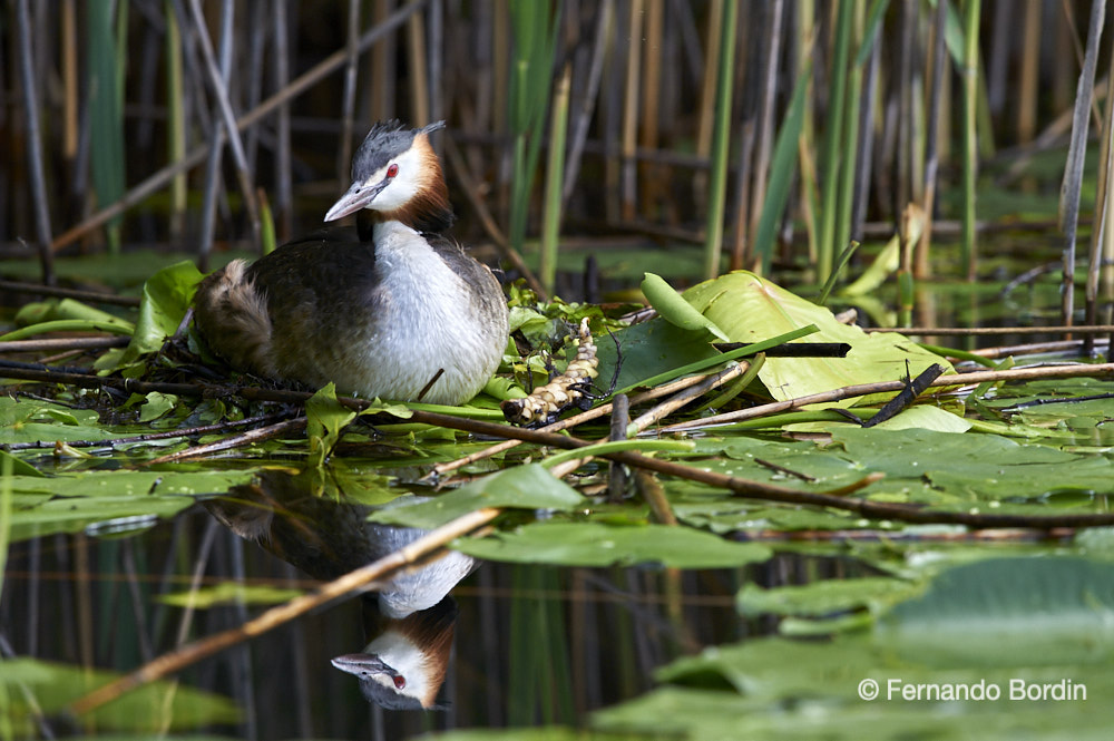 Great crested grebe