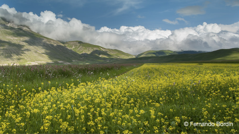 Giugno - 2013 
La piana di Castelluccio di Norcia 