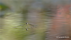 Un mondo ai più sconosciuto quello delle idrometre, curiosi insetti che vivono pattinando sulla superficie dell’acqua. 
Una delicata e poetica visione del loro straordinario ambiente.
 (2014)