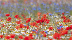 Il Piano Grande di Castelluccio di Norcia  è un altopiano  del Parco Nazionale dei Monti Sibillini dove si pratica da tempo immemorabile  la biocoltivazione  della lenticchia. 
Un territorio intatto che, all’inizio di ogni estate, come per magia, regala un’ esplosione di alchimie di colori e di fiori scomparsi ormai da tempo nelle nostre zone. 
Un luogo incantato dove la nuda terra,  sapientemente si trasforma in poesia di colori.
 (2014)