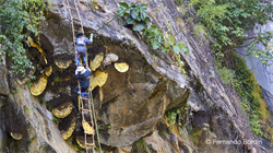 Honey hunters, Nepal - Honey hunters (2022)