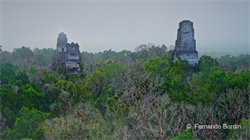 Tikal, GUATEMALA  - Tikal - GUATEMALA  (2026)