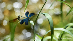 Punctually in the summer, near calm waters, the cycle of life is renewed for graceful and colorful creatures: dragonflies. 
Skilled hunters, they guard the stretch of water to be able to feed on small insects that fly over it. 
A particular life their ... years in the form of aquatic larvae and a few days of life as a winged, necessary to perpetuate this graceful species. (2018)