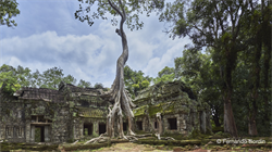Angkor è il sito archeologico più importante della Cambogia. Costruito tra il IX° ed il XV° secolo d.C. ospitò la capitale dell'Impero Khmer, di cui fu il centro religioso e politico.
La città, abbandonata nel XVI° secolo, fu inghiottita dalla vegetazione e cadde nell’oblio.                                                                                       
Riscoperta dopo circa tre secoli generò in Occidente il mito della “città perduta nella giungla”.
Un fascino misterioso continua ad avvolgere questa gemma scolpita dove si possono scoprire inaspettati “tesori e meraviglie”.
 (2019)